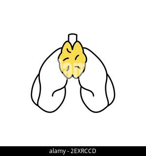 Human organs thymus color line icon. Pictogram for web page, mobile app, promo. UI UX GUI design element. Editable stroke. Stock Vector