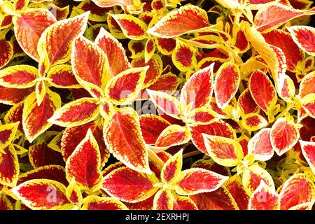 Group of vibrant red and yellow coleus leaves. Natural background. High quality photo Stock Photo