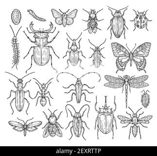 Insects sketch. Butterfly, beetle and fly, ant. Dragonfly, ladybug and bee. Vintage hand drawn engraving vector collection. Illustration insect dragonfly and beetle, butterfly and ant Stock Vector