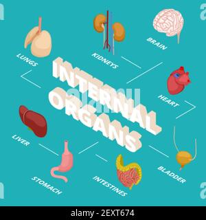 Isometric anatomy concept. Human internal organs vector illustration. 3d brain heart stomach lungs kidneys. Bladder and liver, chart of organs kidney and brain Stock Vector