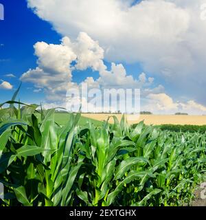 Stalks of corn close-up and blue sky with white clouds Stock Photo