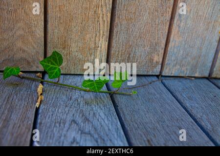 Park in the summer. Ivy grows through a wooden wall. Natural background. Stock Photo