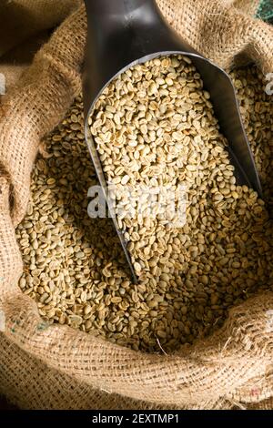 Raw Coffee Beans Seeds in Bulk Burlap Sack Production Warehouse Stock Photo