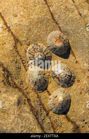 Sea shells on the rock during low tide Stock Photo