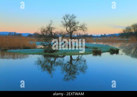 Tree at sunrise reflected on the water of river Axe in East Devon AONB (Area of Outstanding Natural Beauty) Stock Photo