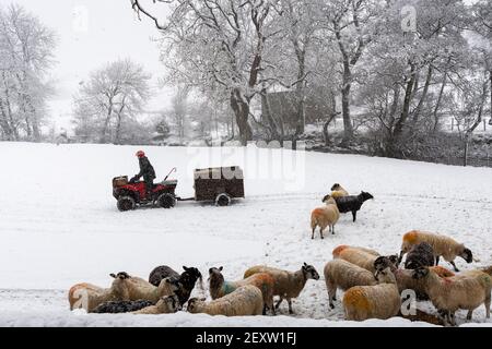 Farmer feeding sheep with silage during a snowstorm in Wensleydale, North Yorkshire, UK. Stock Photo