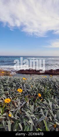 Vertical shot of daisies on the beach and the blue sea on a cloudy day Stock Photo