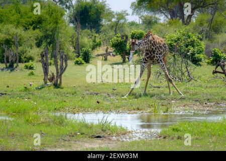 Giraffe, Giraffa camelopardalis, drinking water. Moremi Game Reserve, Okavango Delta, Botswana, Africa Stock Photo