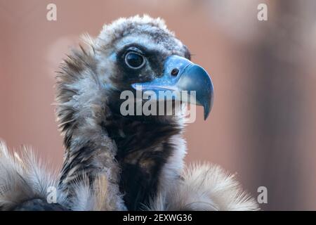 A cinereous vulture (Aegypius monachus) head shot very close up showing feathers and beak. Also called black vulture, monk vulture, or Eurasian black Stock Photo