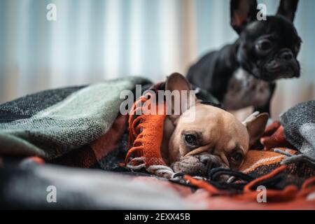 Photo inspiration: Young Couple With French Bulldog Lying In Rented Apartment On Photo Inspiration