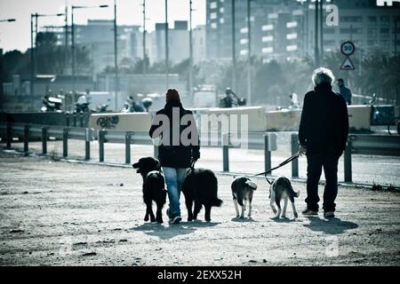 Rear of a man and a woman walking with dogs. Cityscape background. Stock Photo