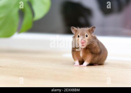Close-up portrait of funny curious Syrian hamster looking at the camera. Stock Photo