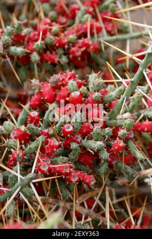 the Cactus Cactaceae or opuntia Leptocaulis from Mexico at the Cactus Garden in the village of Guatiza on the Island of Lanzarote on the Canary Island Stock Photo