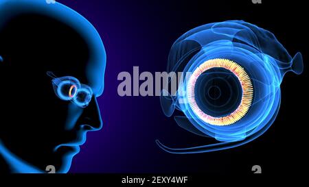 3d render of male human body eye anatomy. Stock Photo