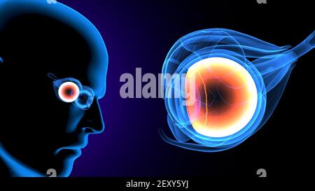 3d illustration of human body eye anatomy Stock Photo - Alamy