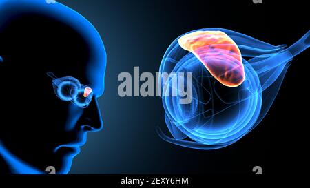 3d illustration of human body eye anatomy Stock Photo - Alamy