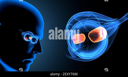 3d illustration of male human body eye anatomy. Stock Photo