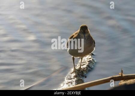 Common Sandpiper Water Bird (Actitis hypoleucos)