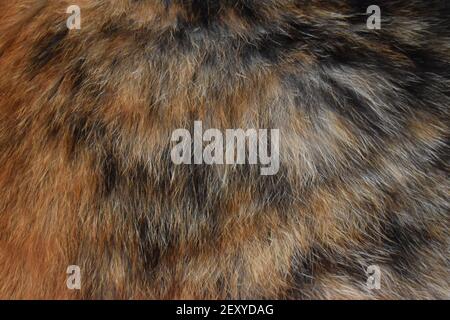 Cat Fur in landscape Stock Photo