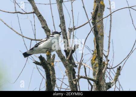 Collared Flycatcher Male (Ficedula albicollis) Singing Bird Stock Photo