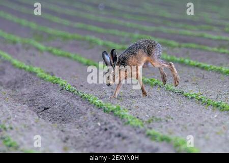 European Brown Hare (Lepus europeaus) running in field Stock Photo