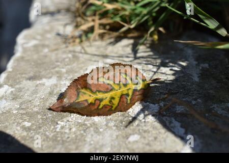 Dried autumn brown, yellow and green leaf on the concrete ground under sunlight. Stock Photo