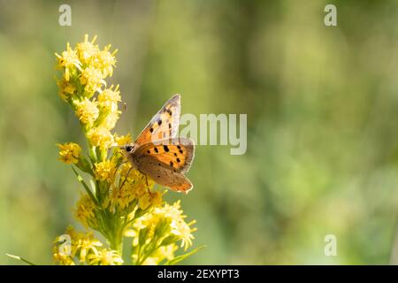 A Lycaena phlaeas, the small copper,  or common copper butterfly collecting pollen from a yellow flowered plant Stock Photo