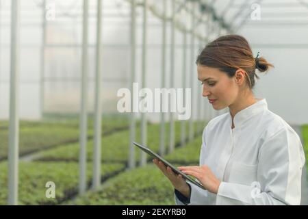Greenhouse Seedlings Growth. Female Agricultural Engineer using tablet Stock Photo