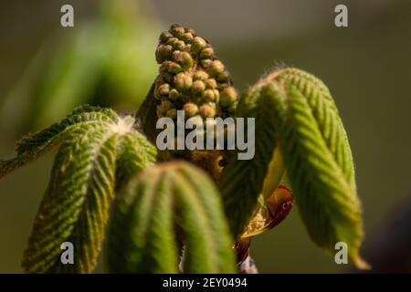 Horse chestnut blossom in a bud about to open and flower surrounded by first small green leaves, close up on a sunny spring day, blurred background Stock Photo