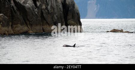 Killer Whale North Pacific Ocean Sea Life Marine Mammal Stock Photo
