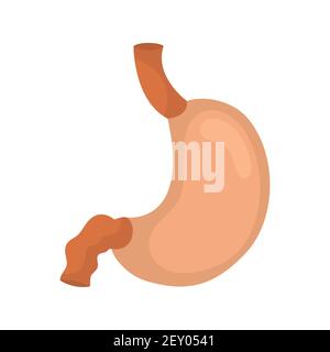Stomach icon. Human internal organs symbol. Digestive system anatomy. Vector illustration in flat style isolated on white background. Stock Vector