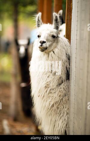 Domestic Llama Eating Hay Farm Livestock Animals Alpaca Stock Photo