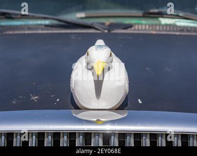 Fake bird mounted on the hood of a pickup truck Stock Photo