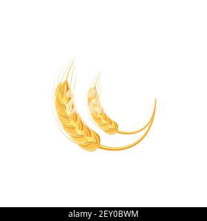 Ears of wheat or rice. Agricultural wheat spikelets symbols isolated on white background. Organic farm, crop seed bread packaging or beer label. Wheat Stock Vector
