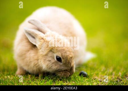 Wild Bunny Feeds on Local Grasses Cute Rabbit Stock Photo