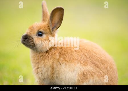 Wild Bunny Feeds on Local Grasses Cute Rabbit Stock Photo