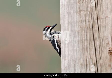 Yellow-bellied Sapsucker May 4th, 2019 Beaver Creek Nature Area, near Brandon, SD Stock Photo