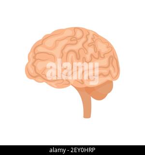 Brain or mind side view line art color vector icon for medical apps and websites. Stock Vector