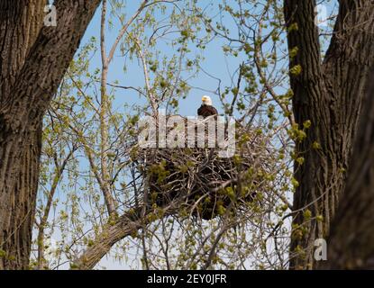 Bald Eagle and Nest May 11th, 2019 Minnehaha County, South Dakota Stock Photo