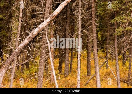 Dead Trees Fall Over Natural Forest Regenertation Stock Photo