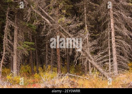 Dead Trees Fall Over Natural Forest Regenertation Stock Photo
