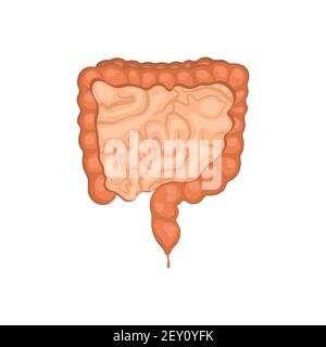 Large and small intestine illustration. Vector illustration isolated on white background. Stock Vector
