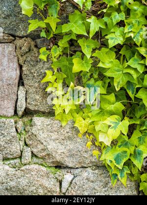 Climbing plant, green ivy growing among the irregular stones of an ancient wall. Architecture constructions. Beautiful vintage background with text sp Stock Photo
