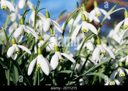 A group of Snowdrops (Galanthus nivalis)  'in the green' taken from ground level set against a blue sky background Stock Photo