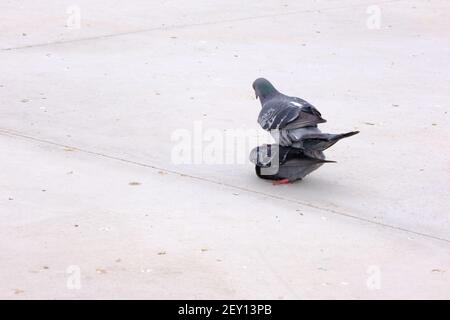 two pieces of  doves and pigeons standing on white concrete ground. One of dove stays on others.Gray feathers and colorful feathers on their necks. Stock Photo
