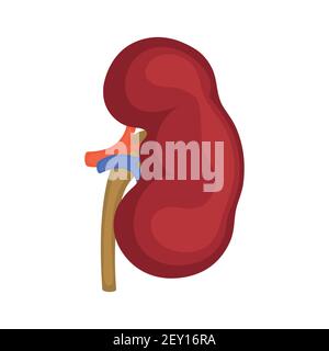Kidneys. Organs icon. Vector illustration isolated on white background. Stock Vector