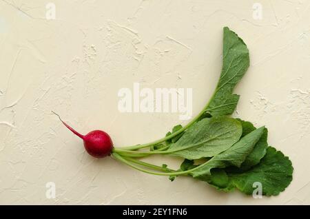 Radish with drops of water on light yellow backdrop. Stock Photo