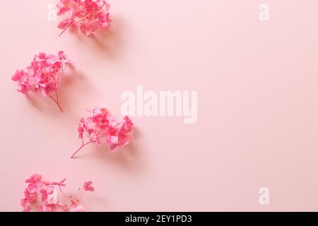 Dry pink hydrangea flowers on pink background. flat lay, top view, copy space Stock Photo