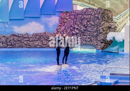 Russia, Vladivostok, 01/04/2021. Performance of beluga whales and performers in Marine Mammal Park of the Primorsky Aquarium. Show with marine mammals Stock Photo