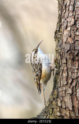 The Eurasian treecreeper or common treecreeper (Certhia familiaris) is a small passerine bird, where it is the only living member of its genus, simply Stock Photo